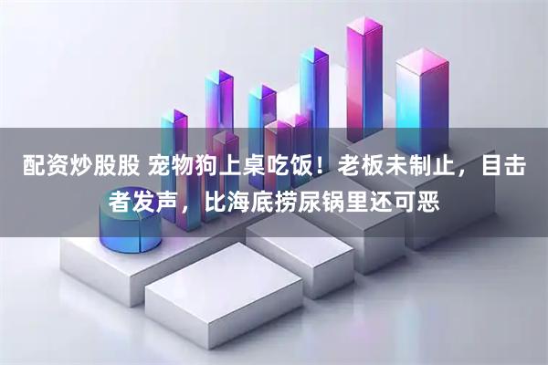 配资炒股股 宠物狗上桌吃饭！老板未制止，目击者发声，比海底捞尿锅里还可恶